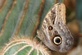 Tropical butterfly on cactus Royalty Free Stock Photo