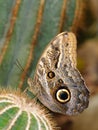 Tropical butterfly on cactus Royalty Free Stock Photo