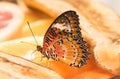 Tropical butterfly Cethosia biblis. Bright butterfly with orange wings Royalty Free Stock Photo