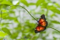 Tropical butterfly (Cethosia hypsea) Royalty Free Stock Photo