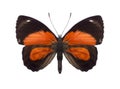 Tropical butterfly collection Callicore species