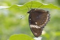 Tropical butterfly with dark wings Royalty Free Stock Photo