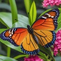 The tropical butterfly dazzles with its ultra colours, enormous wingspan and exotic beauty.