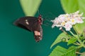 Tropical butterfly drinks nectar