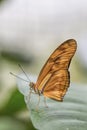 Tropical butterfly (Dryas julia) Royalty Free Stock Photo