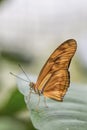 Tropical butterfly (Dryas julia)