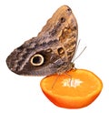 Tropical butterfly eating perched on orange slice isolated on white Royalty Free Stock Photo