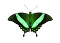 Tropical butterfly Emerald Swallowtail or Green-Banded Peacock, Papilio palinurus