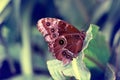 A tropical butterfly with eye spots rests on a large leaf Royalty Free Stock Photo