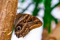 tropical butterfly with eyes on the wings caligo atreus. butterfly garden, butterfly farm Royalty Free Stock Photo