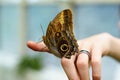 tropical butterfly with eyes on the wings caligo atreus. butterfly garden, butterfly farm Royalty Free Stock Photo