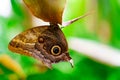 tropical butterfly with eyes on the wings caligo atreus. butterfly garden, butterfly farm Royalty Free Stock Photo