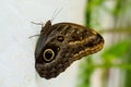 tropical butterfly with eyes on the wings caligo atreus. butterfly garden, butterfly farm Royalty Free Stock Photo