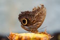 tropical butterfly with eyes on the wings caligo atreus. butterfly garden, butterfly farm Royalty Free Stock Photo