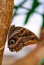 tropical butterfly with eyes on the wings caligo atreus. butterfly garden, butterfly farm Royalty Free Stock Photo