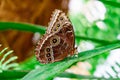 tropical butterfly with eyes on the wings caligo atreus. butterfly garden, butterfly farm Royalty Free Stock Photo