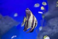 Tropical butterfly fish on a blue background Royalty Free Stock Photo