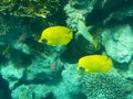 Tropical butterfly fish on Colourful coral reef in the Red Sea , Royalty Free Stock Photo