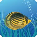 Tropical butterfly fish under water Royalty Free Stock Photo