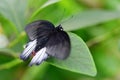 Tropical butterfly Great Mormon Papilio memnon sitting on leaf.