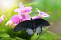 Tropical butterfly Great Mormon Papilio memnon sitting on pink orchid flower.