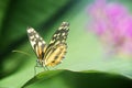 Tropical butterfly on a green leaf with pink background Royalty Free Stock Photo