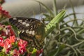 Tropical butterfly in greenhouse Royalty Free Stock Photo