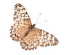 Tropical butterfly (Hamadryas februa)