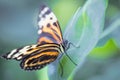 Tropical butterfly (Heliconius hecale zuleika) Royalty Free Stock Photo