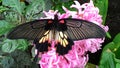 Tropical butterfly on a pink hyacinth