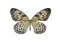 Tropical butterfly Idea white Idea leuconoe lat
