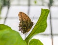 Tropical butterfly on leaf Royalty Free Stock Photo