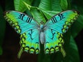 Tropical Butterfly  Made With Generative AI illustration Royalty Free Stock Photo