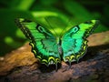 Tropical Butterfly  Made With Generative AI illustration Royalty Free Stock Photo