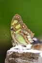 Tropical Butterfly Royalty Free Stock Photo