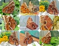 Tropical butterfly Morpho,Caligo - photo collage Royalty Free Stock Photo
