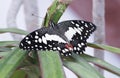 Tropical butterfly Papilio demoleus Royalty Free Stock Photo