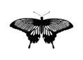 Tropical butterfly Papilio Lowi. Hand draw insects.