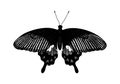 Tropical butterfly Papilio Polytes Swallowtail, Common Mormon. Hand drawn insects. Vector sketch