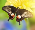 Tropical butterfly Papilio Polytes