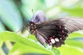 Tropical butterfly (Parides Iphidamas) Royalty Free Stock Photo