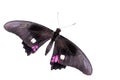 Tropical butterfly (Parides Iphidamas) Royalty Free Stock Photo