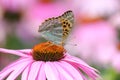 Tropical butterfly and Pink Cone Flower Royalty Free Stock Photo