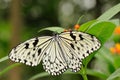 Tropical butterfly on plant