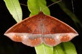 Tropical butterfly from rainforest.