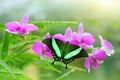 Tropical butterfly resting open winged on purple orchid flower.