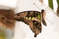 Tropical butterfly Siproeta stelenes, malachite Royalty Free Stock Photo