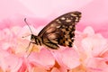 Tropical butterfly sitting on beautiful pink flower background Royalty Free Stock Photo