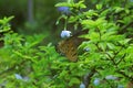 Tropical Butterfly Soft Blur Light Natural Insect Concept