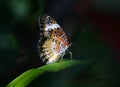 Tropical butterfly on spot light